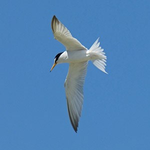A fishing Little Tern - Sterna albifrons © John Muddeman